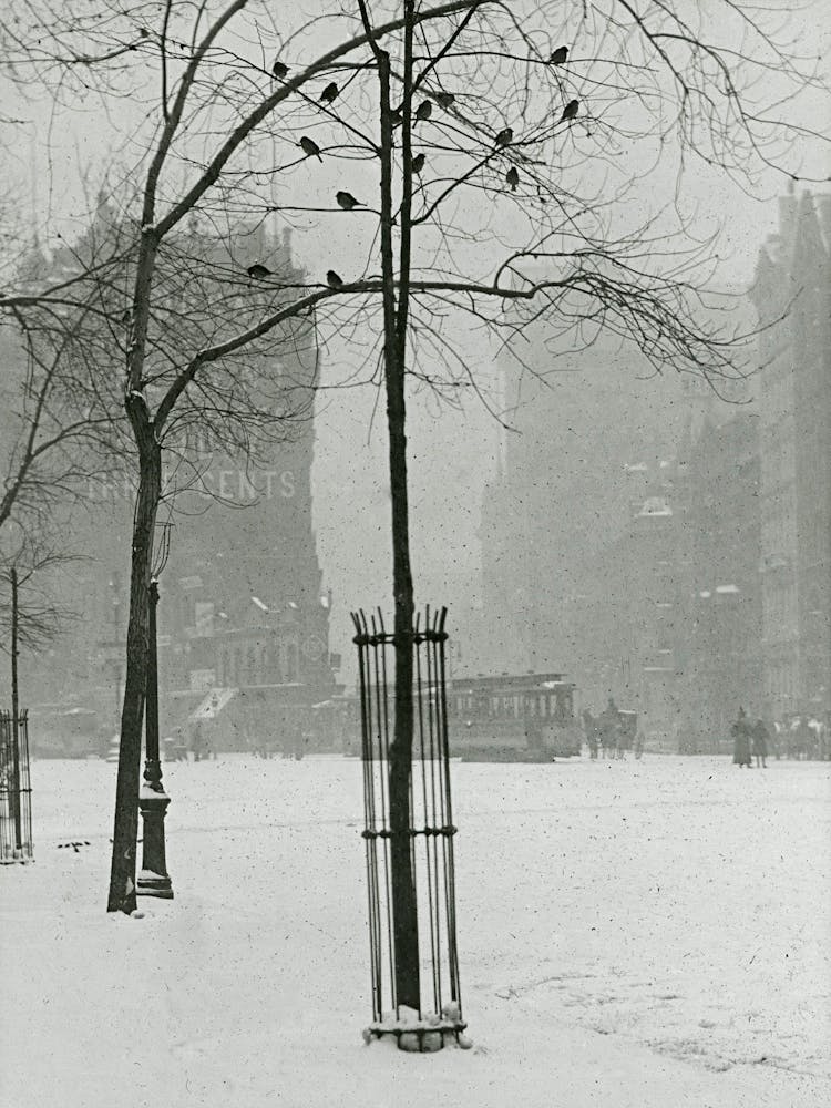 Tree In Snow, New York City (1900–1902), Alfred Stieglitz