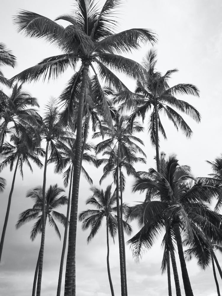 Black And White Palms Holiday Photo