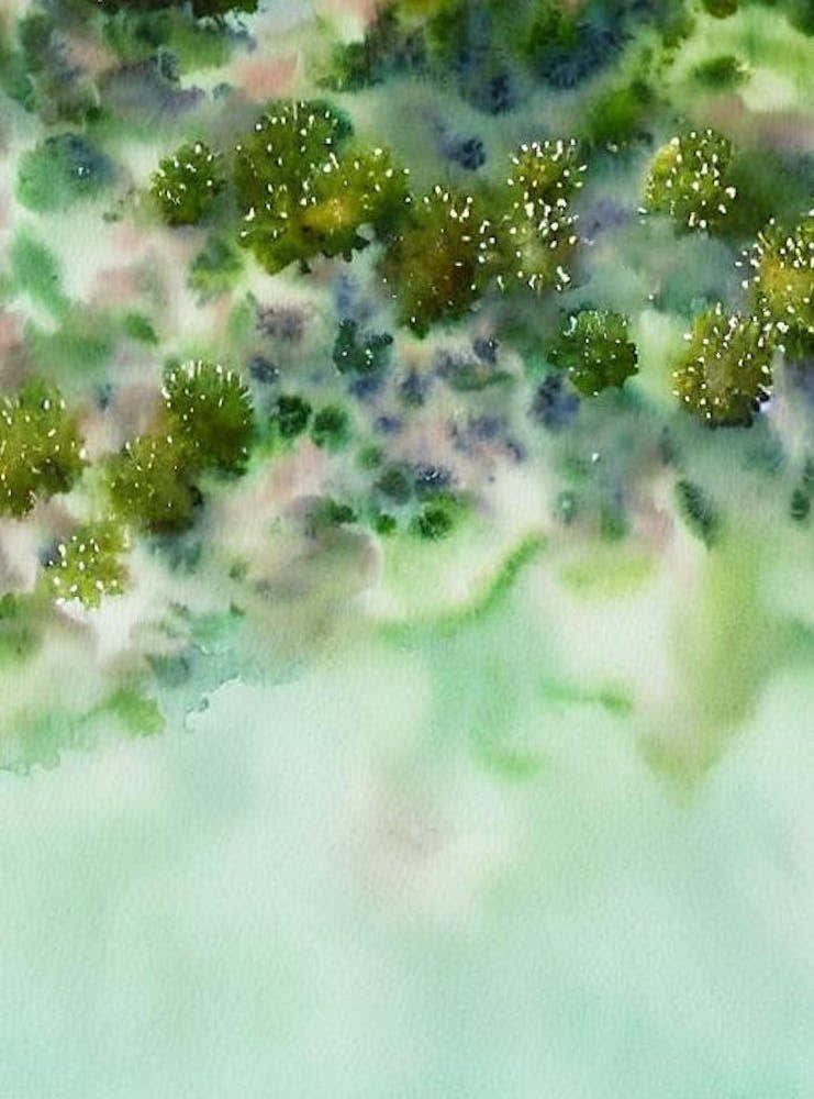 Acropora Clathrata Ii Storybook Watercolour