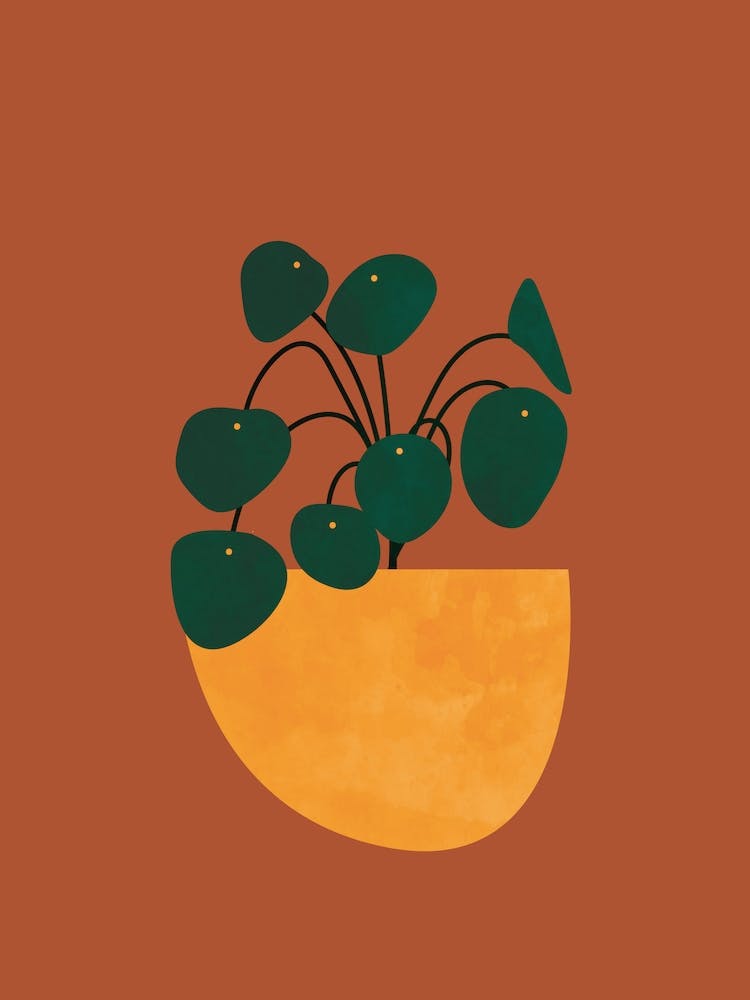 Houseplant Potted Plant Terracotta