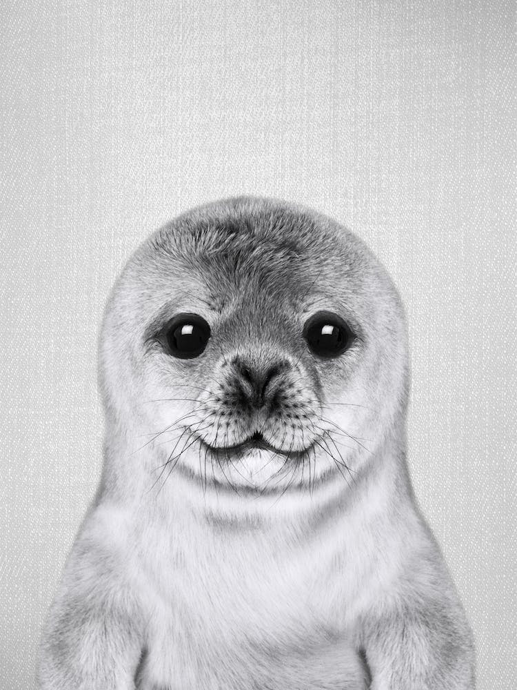 Baby Seal - Black & White