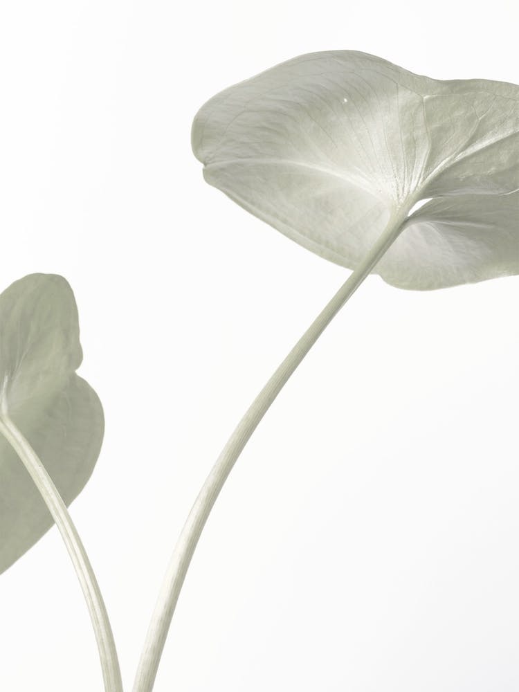 Green Lily Leaves