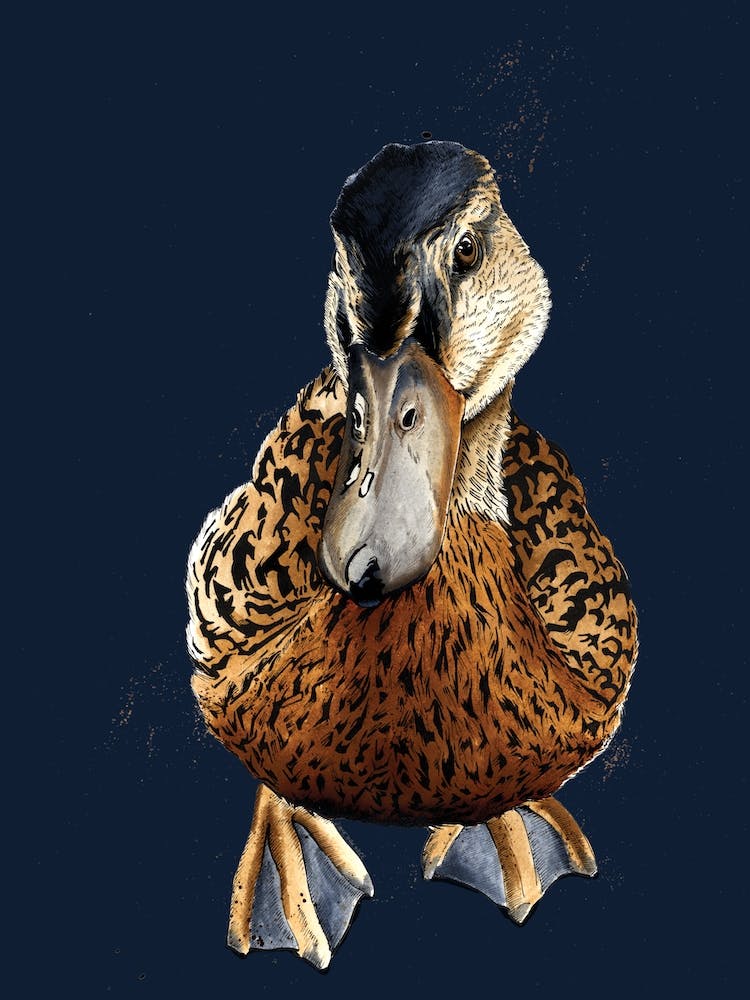 The Duck On Midnight Blue