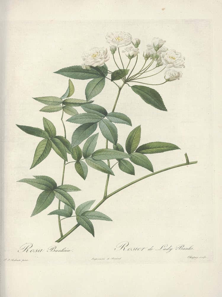 Rose Illustration, Pierre Joseph Redoute(105)