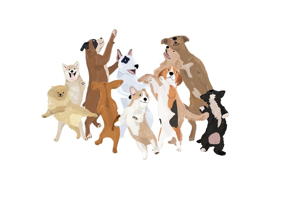 Dancing Dogs