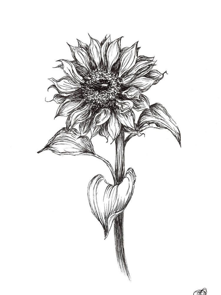 Black and White Sunflower Left