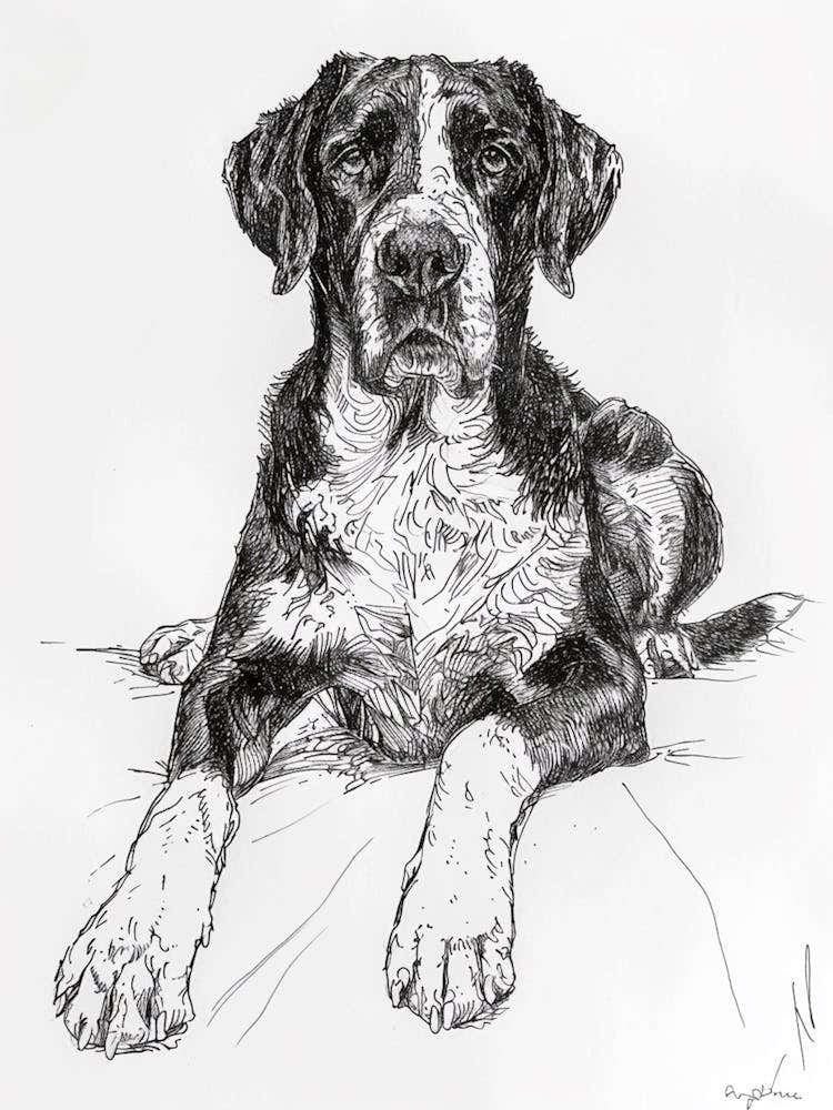Greater Swiss Mountain Dog Line Sketch 1