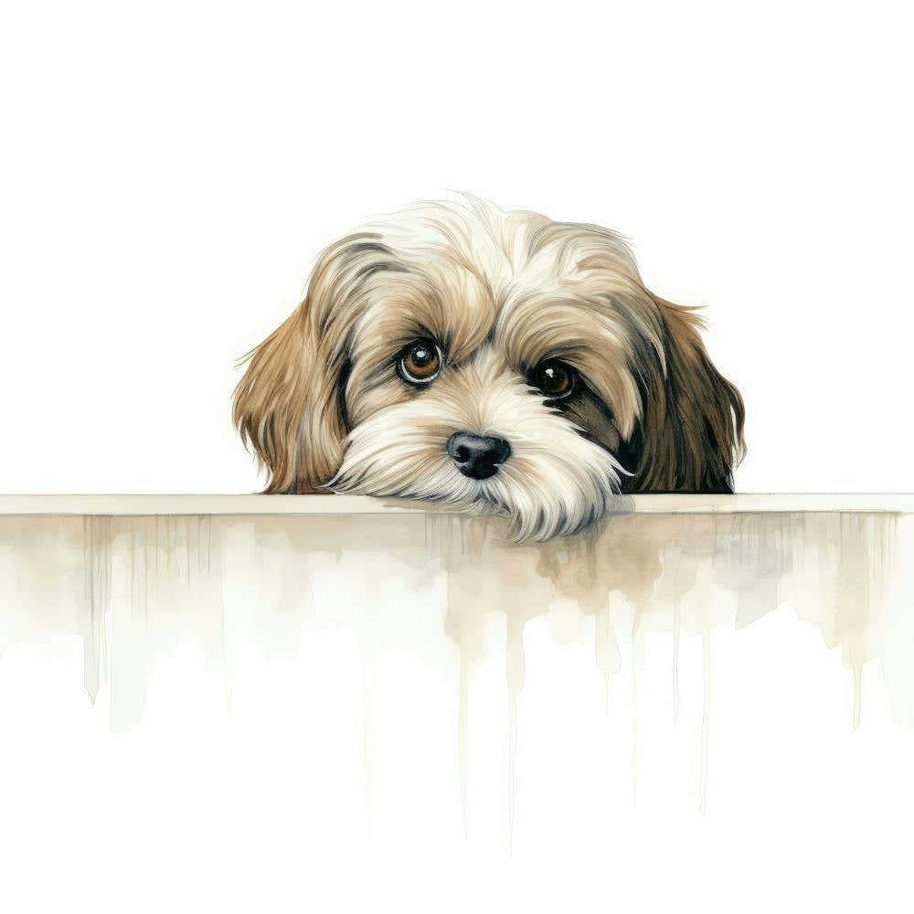 Shih Tzu 7