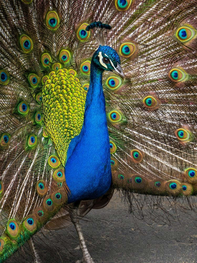 Peacock 2
