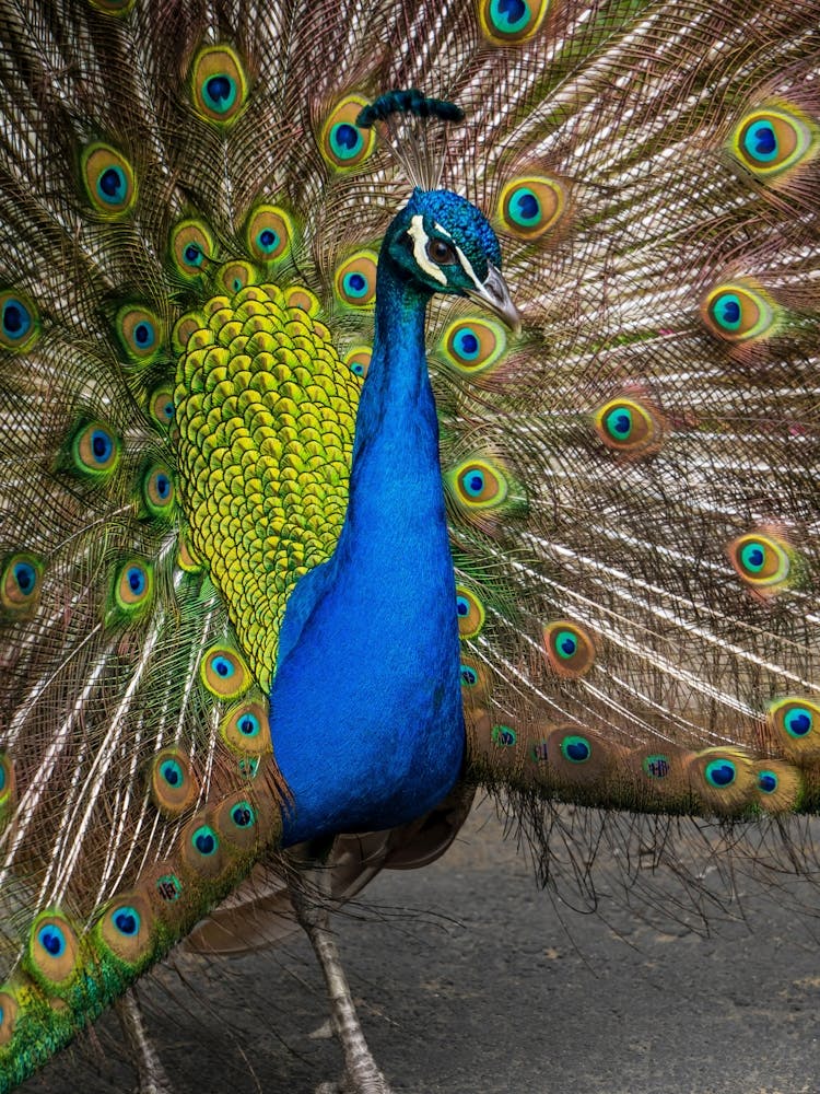 Peacock 2
