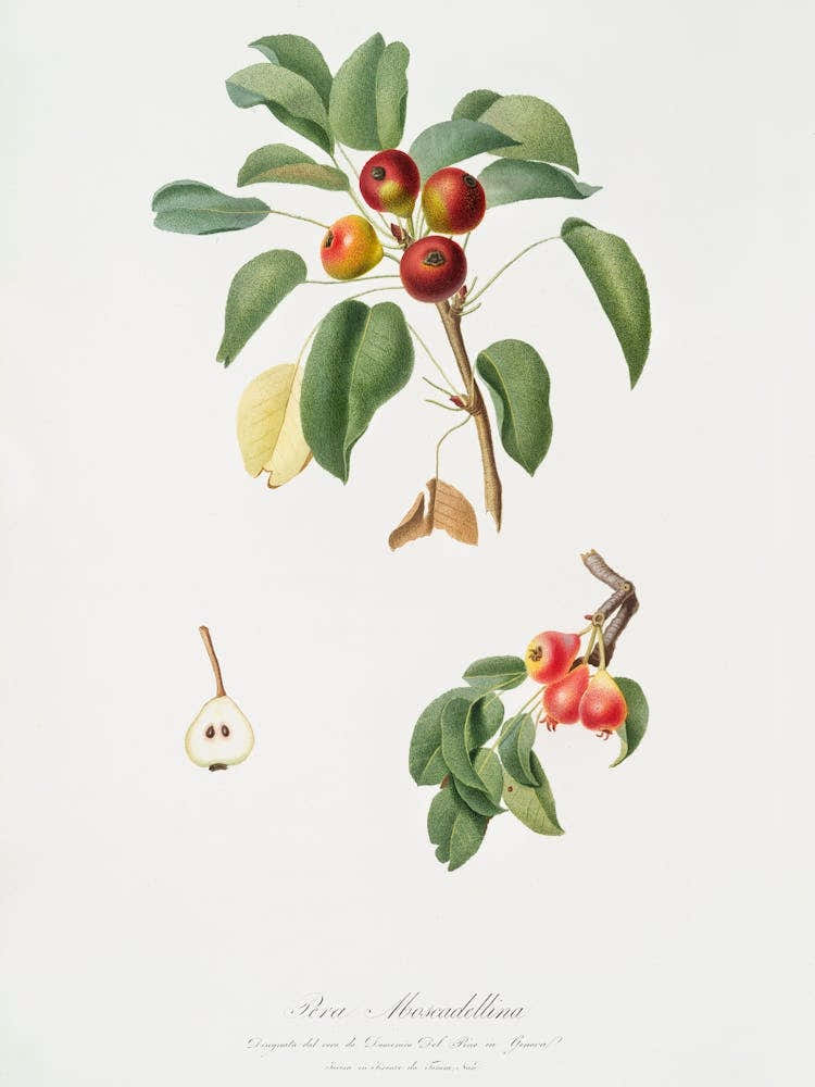 Musky Pear (Pyrus Sativa) From Pomona Italiana (1817 1839), Giorgio Gallesio