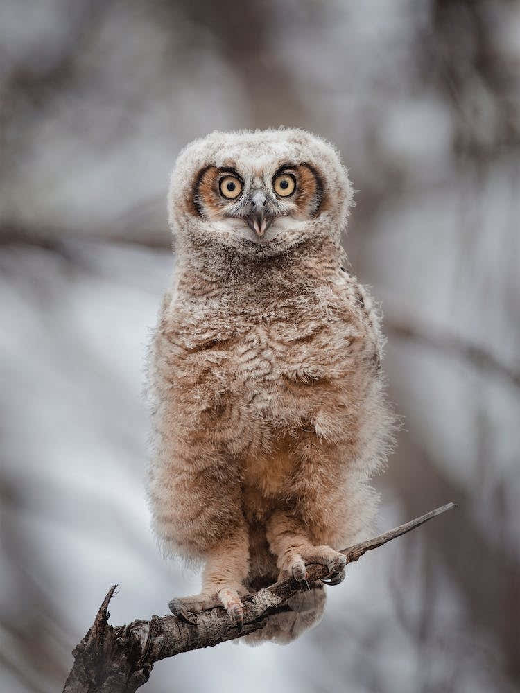 Juvenile Barn Owl
