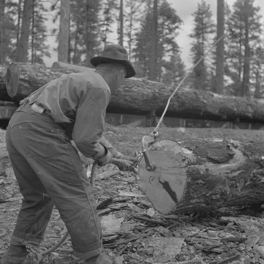 Grant County, Oregon, Malheur National Forest,Lumberjack Putting Hook Into Log Which Will Be Loaded Onto Flatcar By