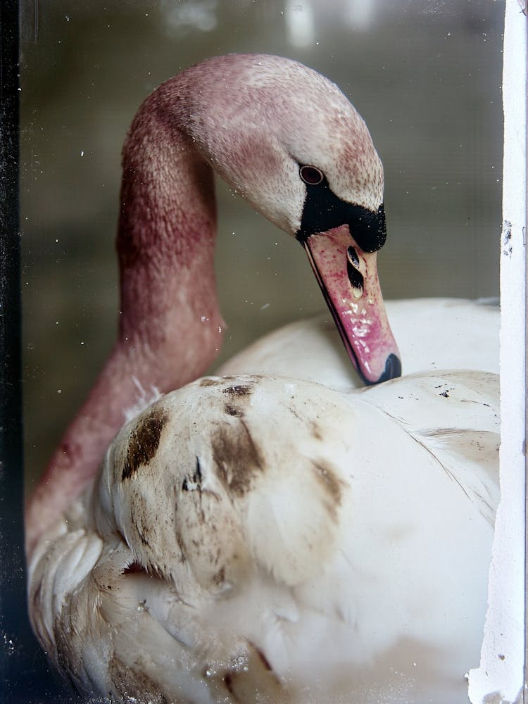 Swan Vintage 1