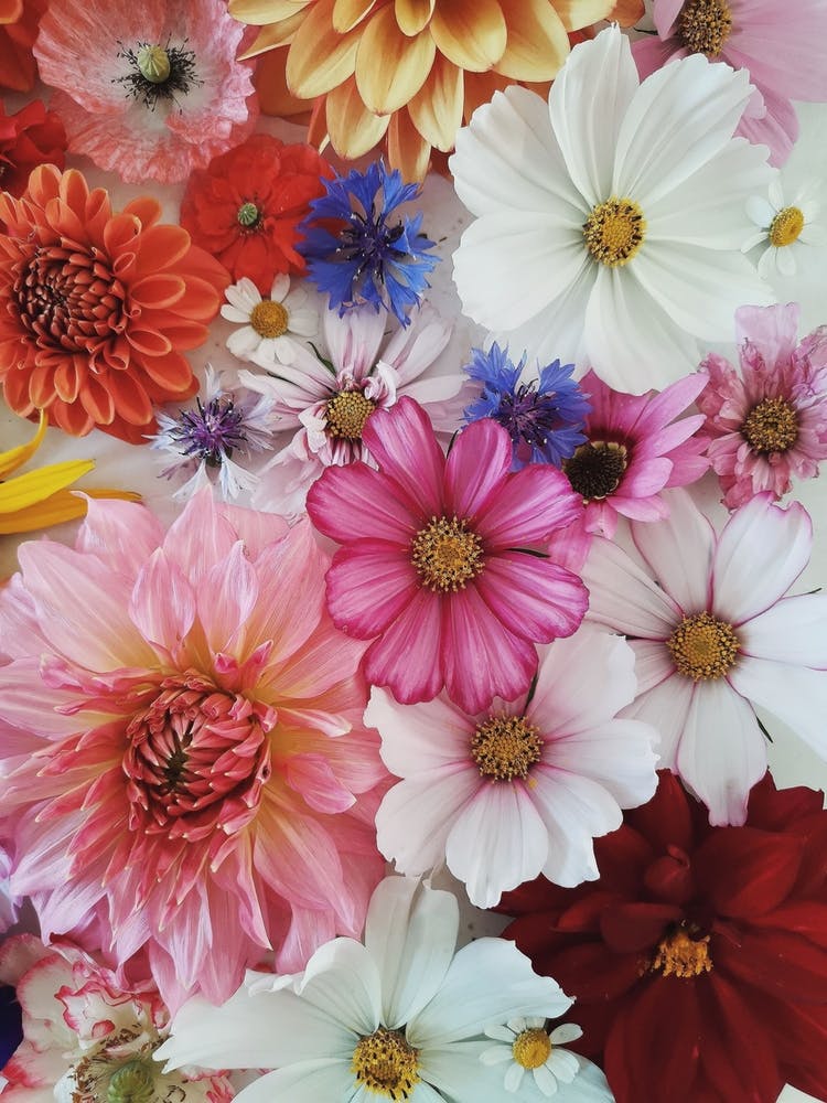 Summer Flower Collection