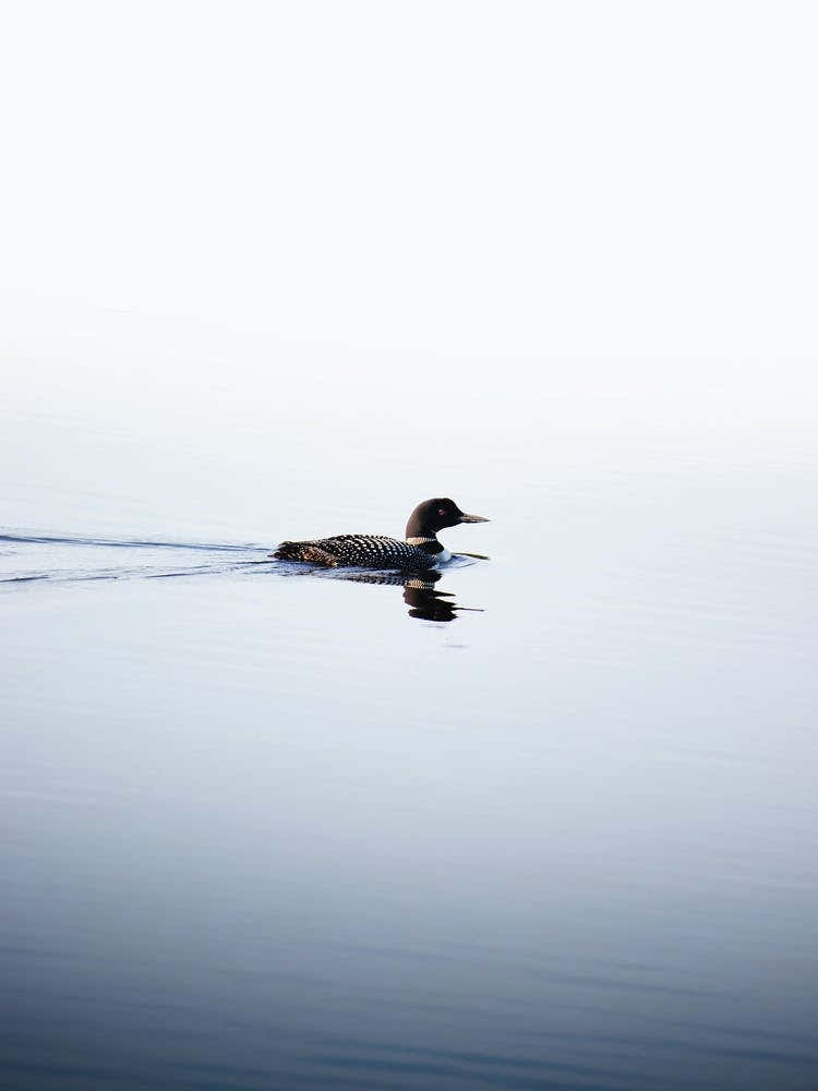 Loon On A Lake In The Boundary Waters Wilderness Of Northern Minnesota