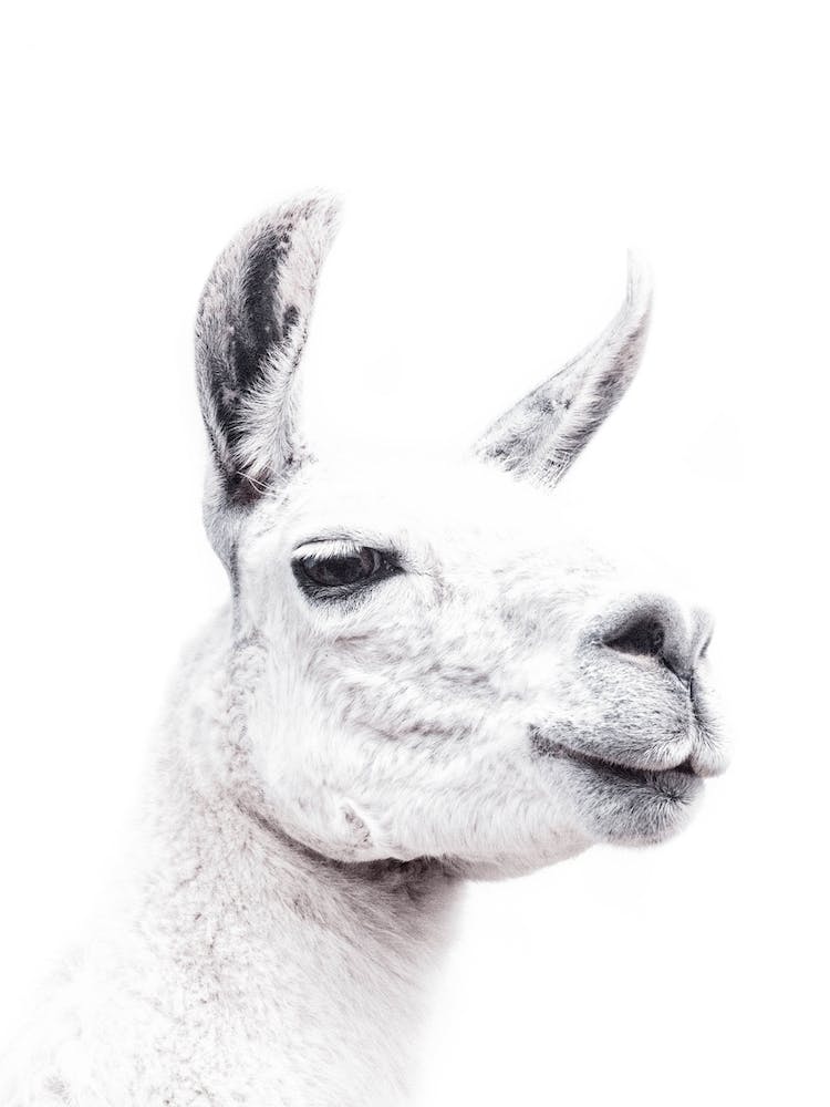 Llama II