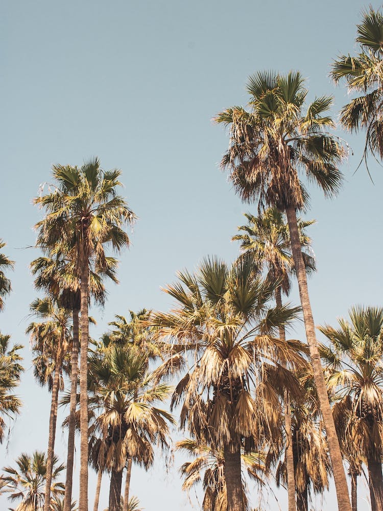 Palm Trees On The Beach 2