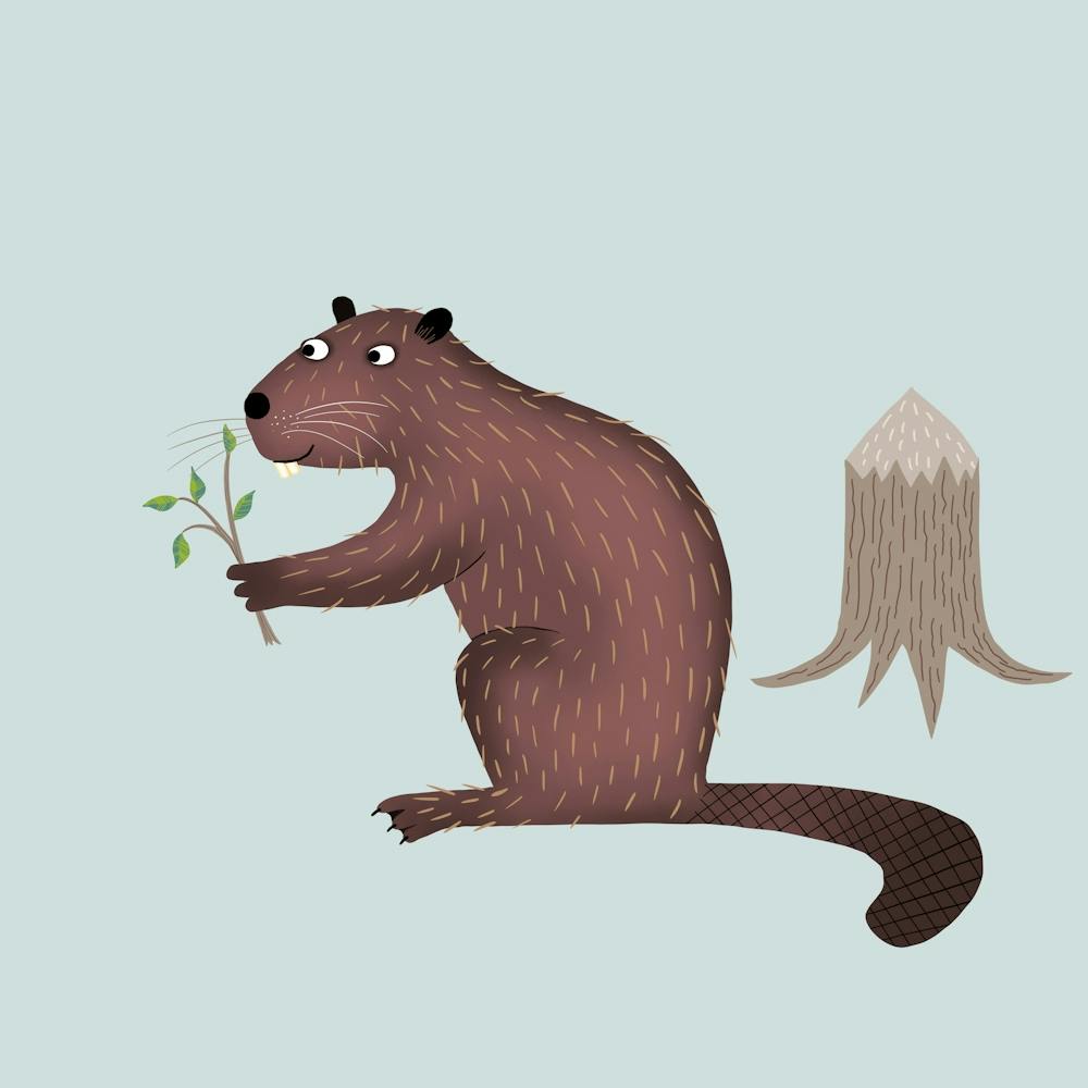 Beaver