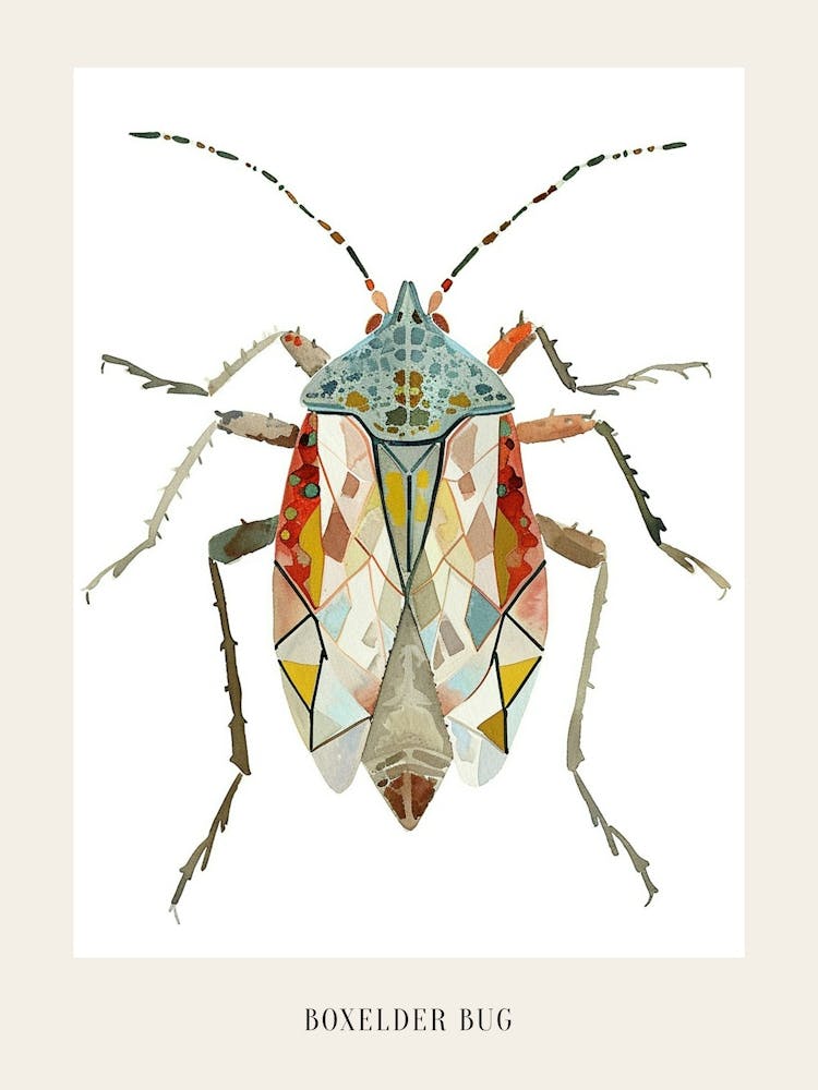 Colourful Insect Illustration Boxelder Bug 16 Poster