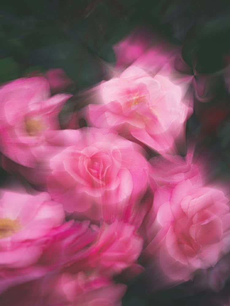 Blurred Moving Flowers
