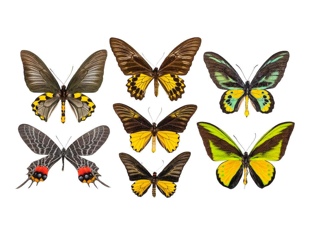 Collection Of Yellow Butterflies