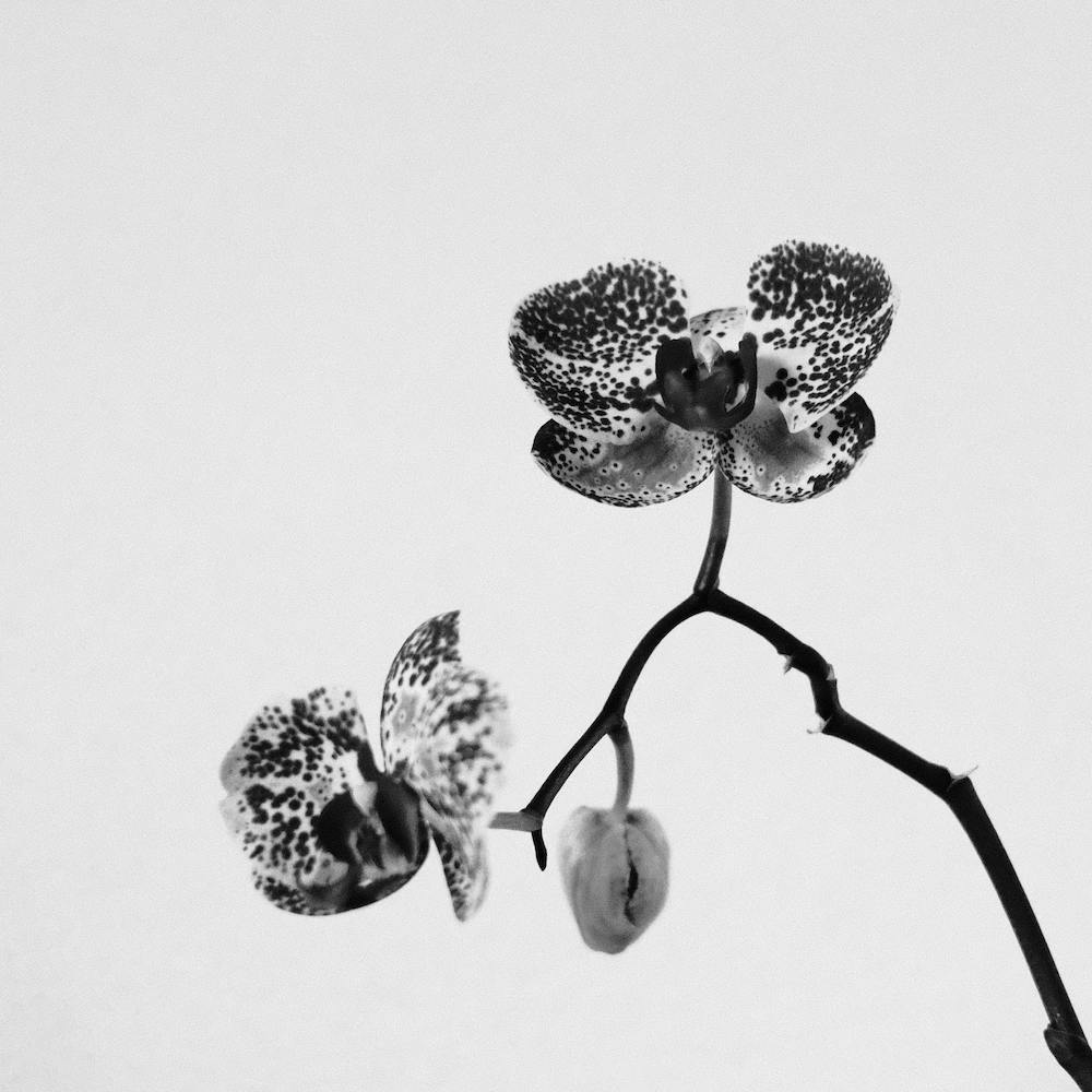 Simply A Orchid Square