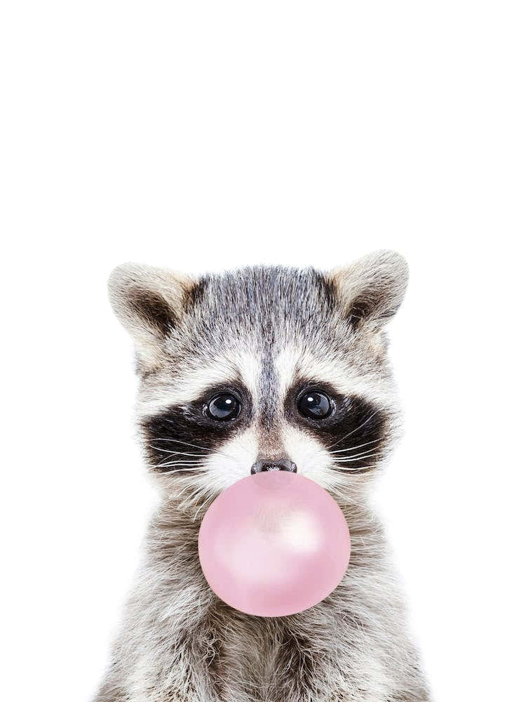 Bubble Gum Racoon