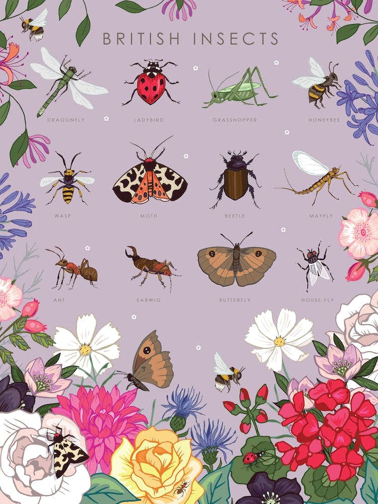 British Insects