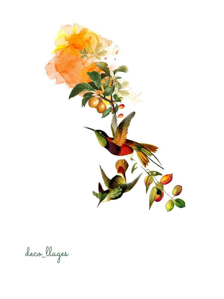 Colibri