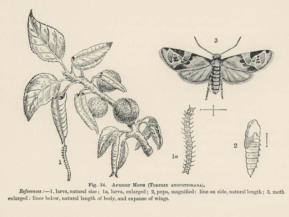 Vintage Illustration Of Apricot Moth, John Wright