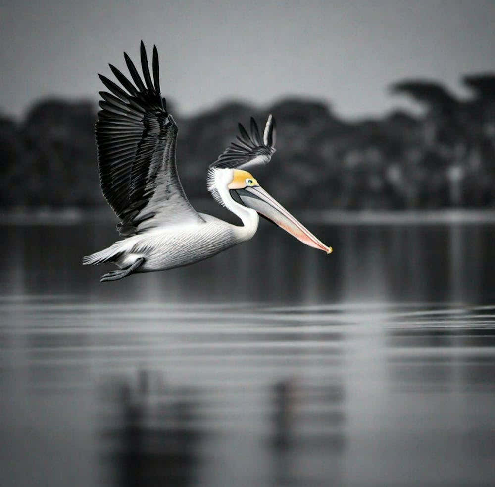 Pelican skipping the water