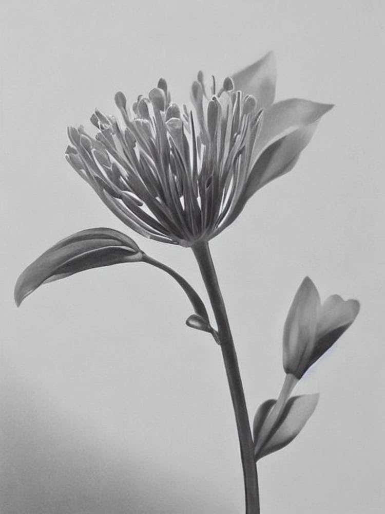 Lavender B&W Pencil 2 Flower