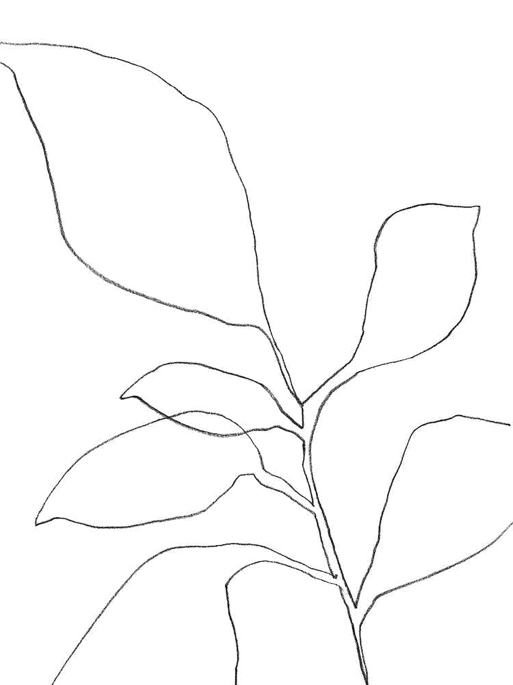 6 Leaf Plant