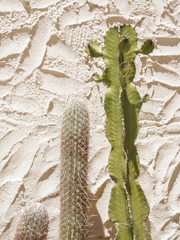 Cactus Plants