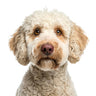 Dog Photography Art Prints
