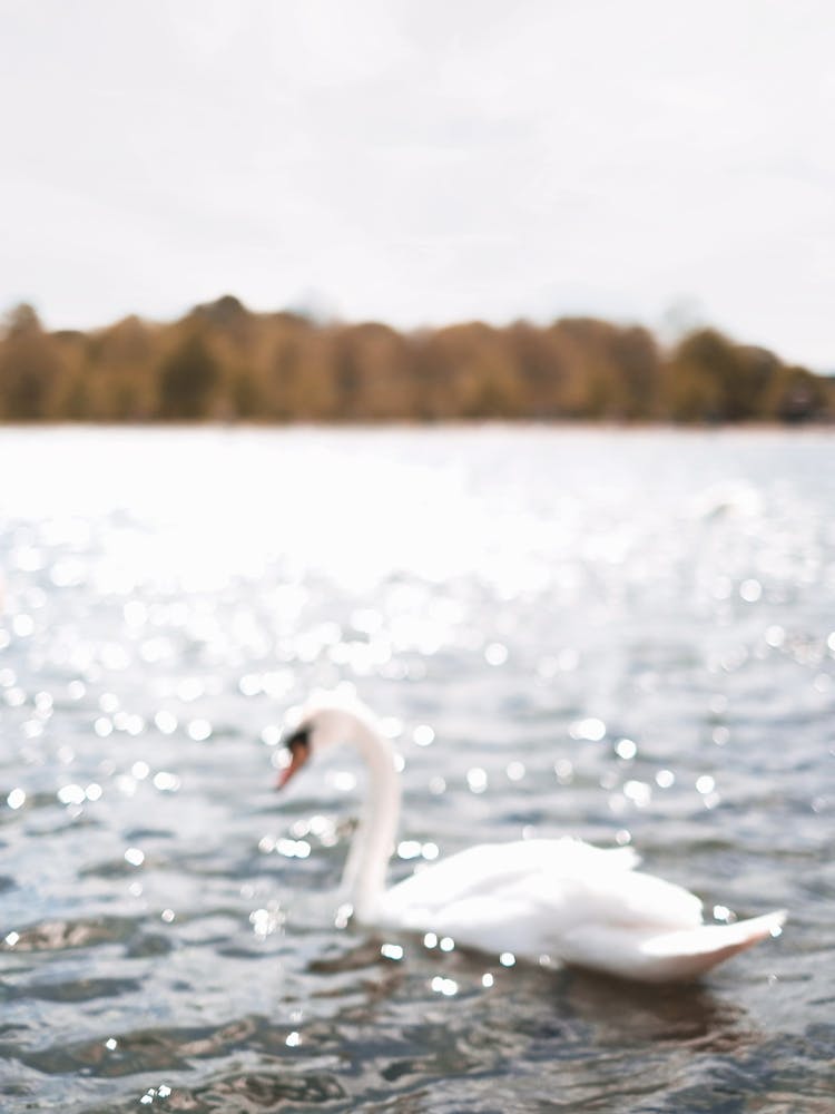 London, England I Swan on shimmering lake of Hyde Park natural and peaceful in the midst of nature with a photography blur bokeh and autumn light pastel color aesthetic like Central Park in New York city