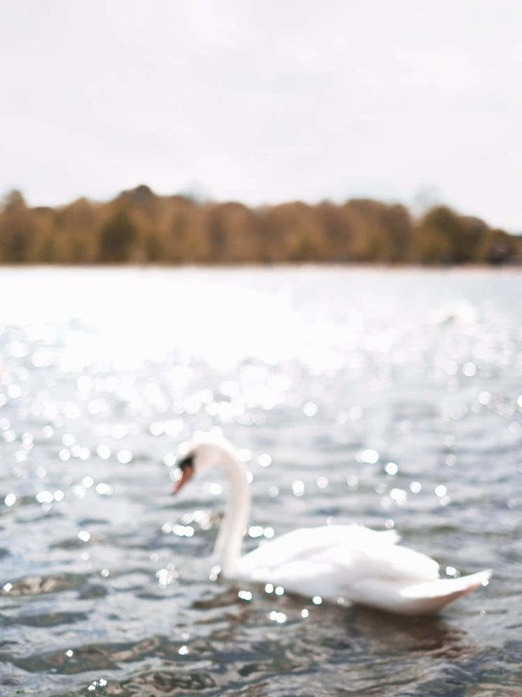 London, England I Swan on shimmering lake of Hyde Park natural and peaceful in the midst of nature with a photography blur bokeh and autumn light pastel color aesthetic like Central Park in New York city