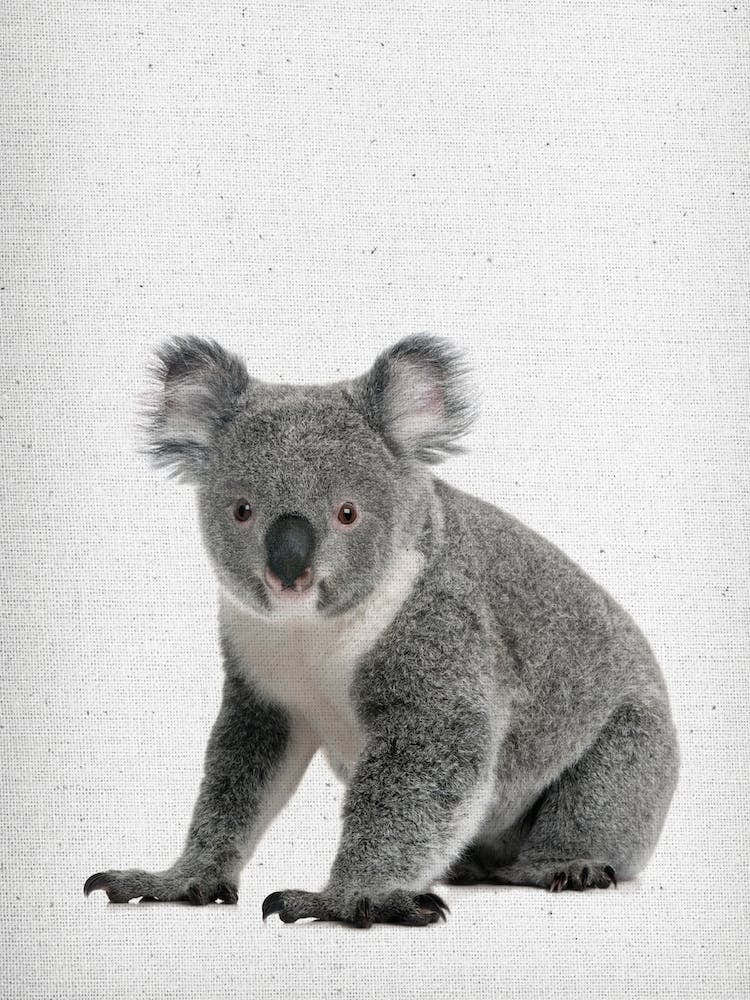 Koala I
