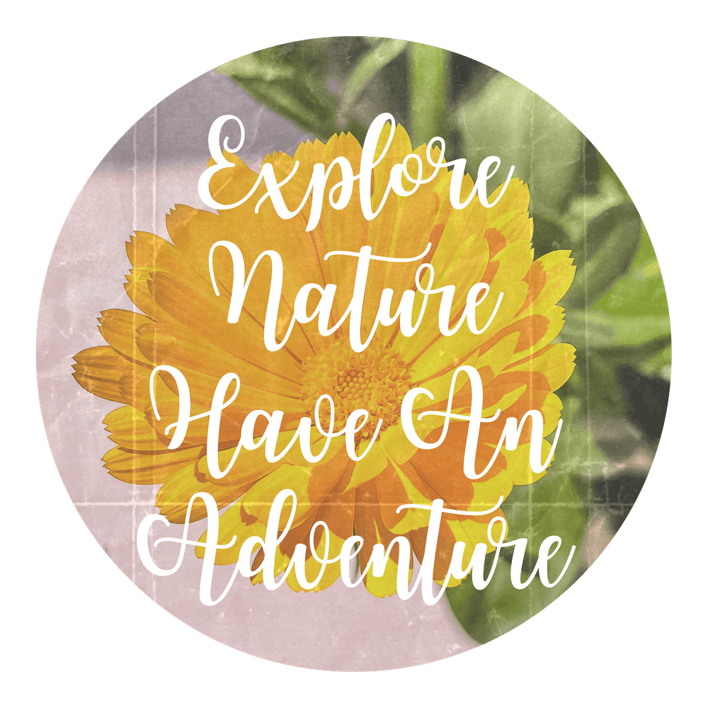 Explore Nature Have An Adventure - Summer Pot English Scott Marigolds Flower Photography