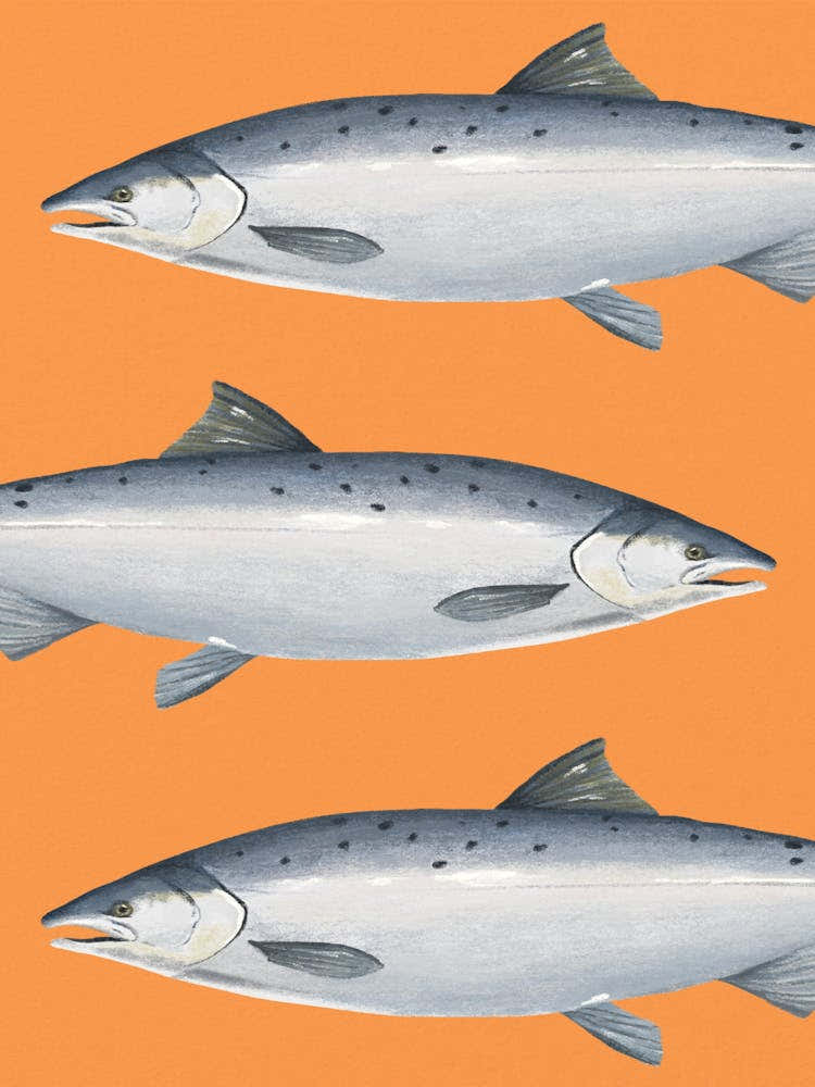 Salmon On Orange Background