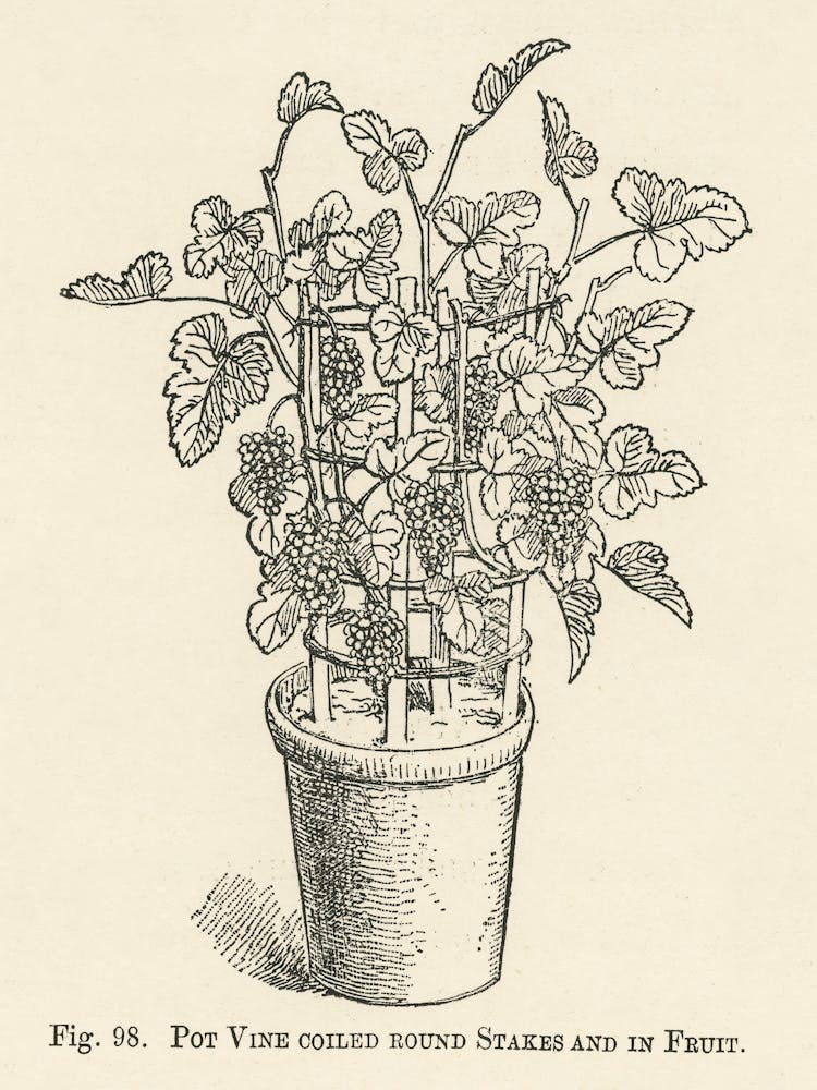 Vintage Illustration Of Pot Vine Grapes, John Wright