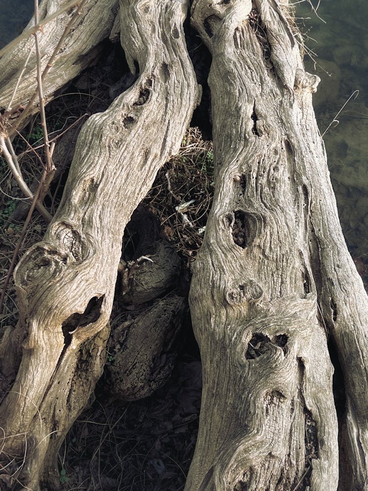 crocodile or snake?