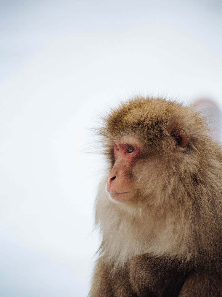A Snow Monkey Niseko