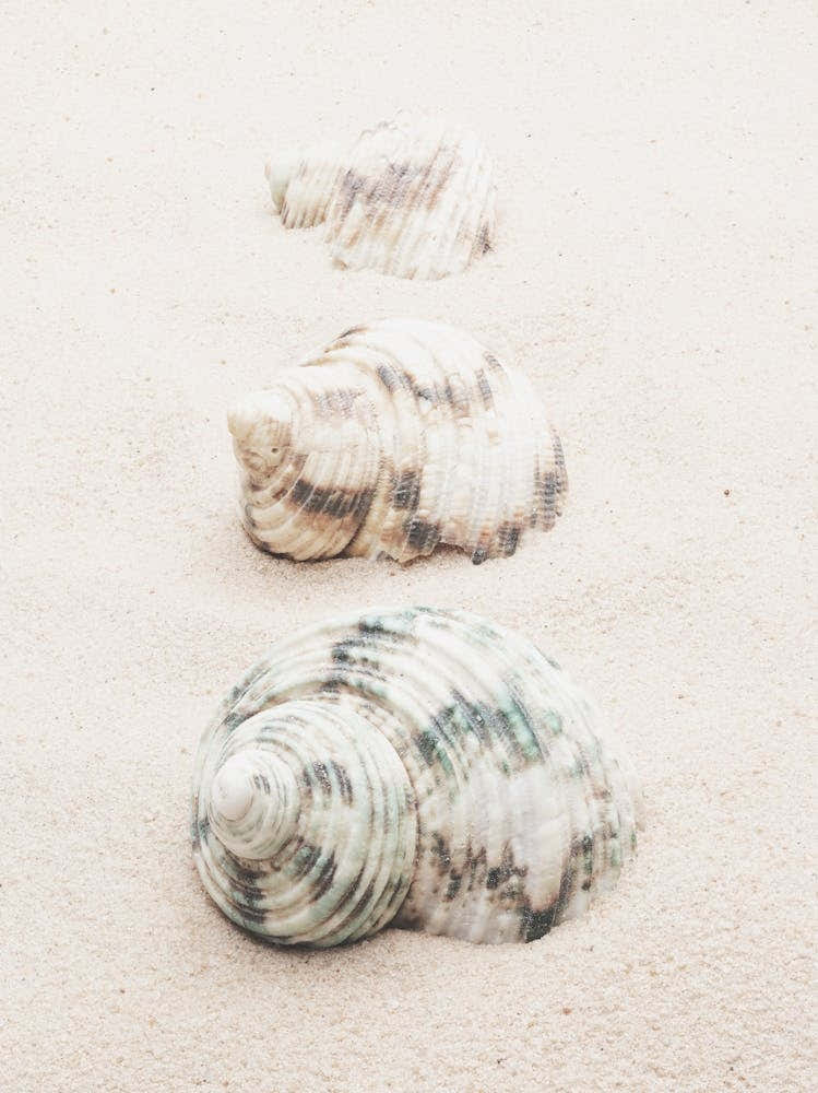 Shells in the sand_2110340