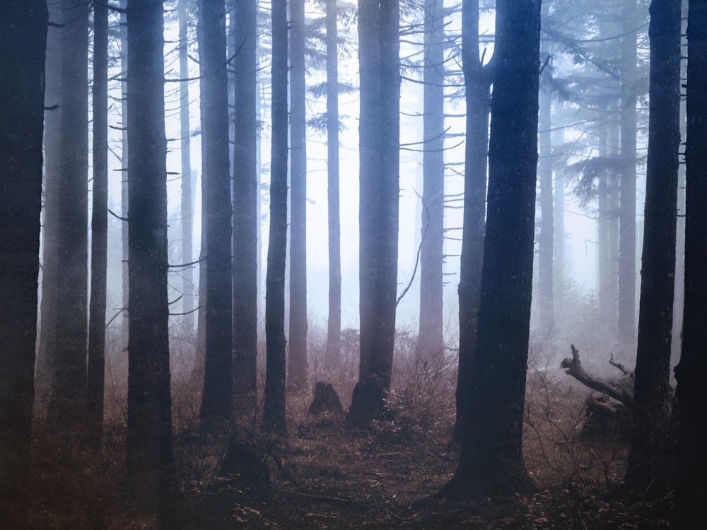 Forest Dreamland - Pacific Northwest Nature