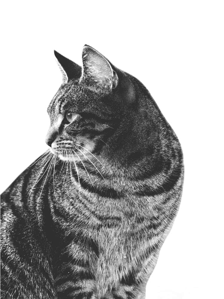 Cat Face Animals Portrait