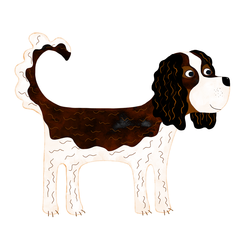 Cavalier King Charles Spaniel Tricolor