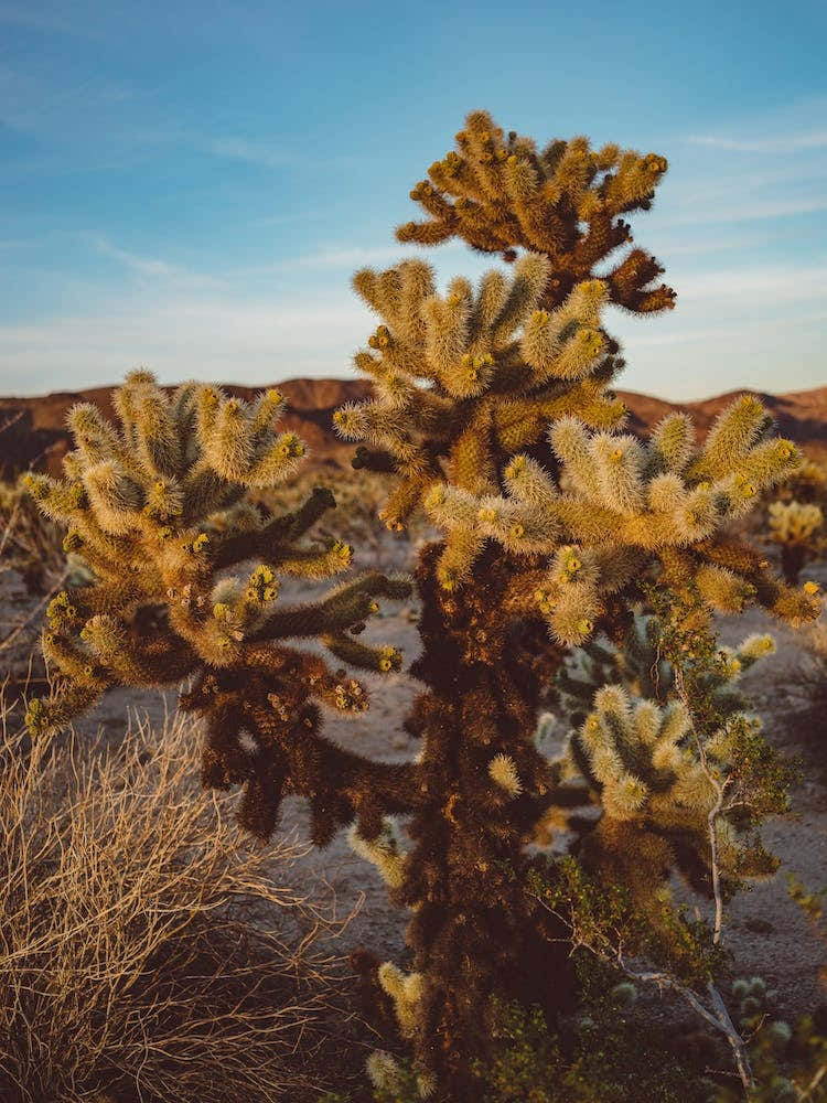 Cholla Cactus Garden
