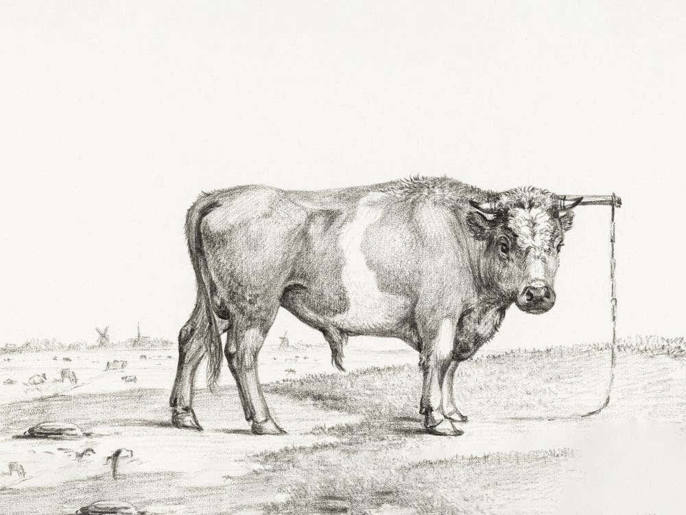 Standing Bull 3, Jean Bernard